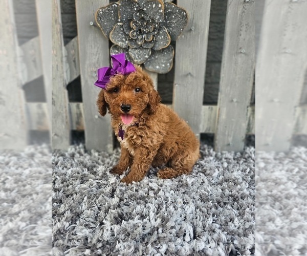 Medium Photo #3 Poodle (Miniature) Puppy For Sale in INDIANAPOLIS, IN, USA