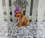 Small #2 Poodle (Miniature)