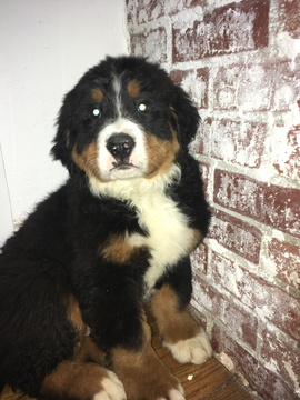 Medium Photo #2 Bernese Mountain Dog Puppy For Sale in APPLE CREEK, OH, USA
