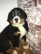 Small Photo #2 Bernese Mountain Dog Puppy For Sale in APPLE CREEK, OH, USA
