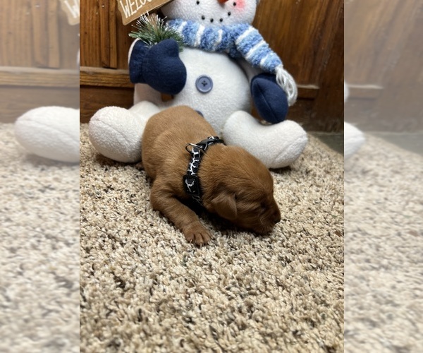 Medium Photo #16 Labrador Retriever Puppy For Sale in NEOLA, WV, USA
