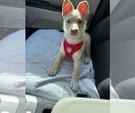 Small #11 Huskies -Labrador Retriever Mix