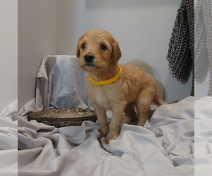 Goldendoodle Puppy for sale in PEYTON, CO, USA