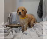 Small Goldendoodle
