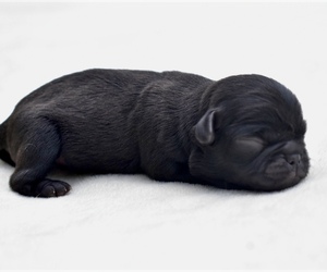 Pug Puppy for sale in PALM COAST, FL, USA