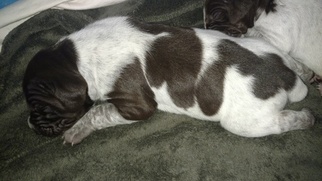 German Shorthaired Pointer Puppy for sale in PRINEVILLE, OR, USA