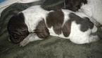 Small Photo #1 German Shorthaired Pointer Puppy For Sale in PRINEVILLE, OR, USA