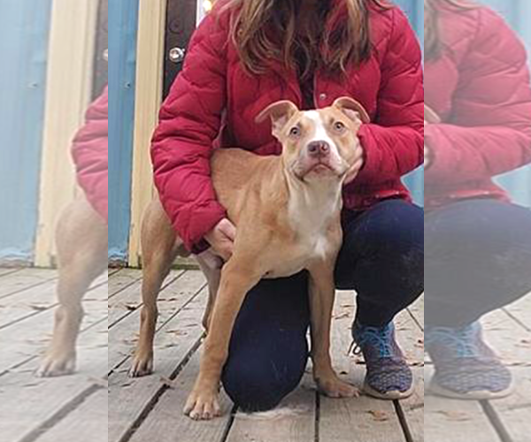 Medium Photo #9 Mutt Puppy For Sale in Murfreesboro, NC, USA