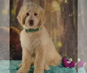 Goldendoodle Puppy for Sale in SCOTTSVILLE, Virginia USA