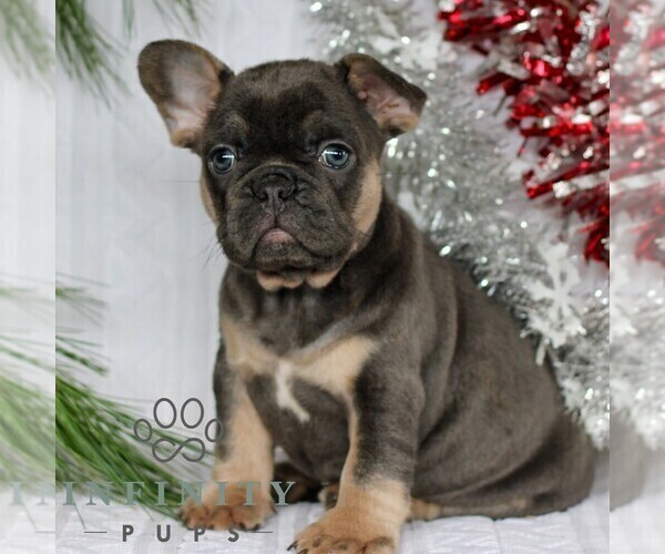 Medium Photo #5 French Bulldog Puppy For Sale in LITITZ, PA, USA