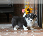 Small #4 Pembroke Welsh Corgi