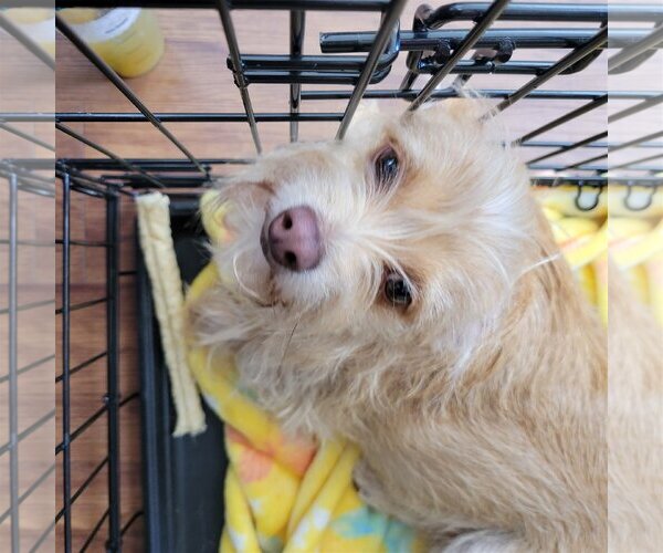Medium Photo #3 Chihuahua-Unknown Mix Puppy For Sale in Spring, TX, USA