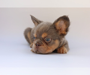 French Bulldog Puppy for sale in BELL GARDENS, CA, USA