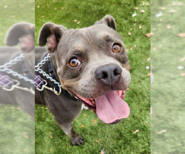 Medium Photo #4 American Staffordshire Terrier-Unknown Mix Puppy For Sale in Lake Forest, CA, USA