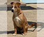 Small #1 Mutt