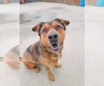 Small #5 American Staffordshire Terrier