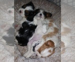 Small #2 Cavalier King Charles Spaniel