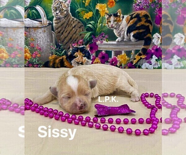 Medium Photo #3 Maltipoo Puppy For Sale in WINNSBORO, LA, USA