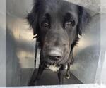 Small Labrador Retriever