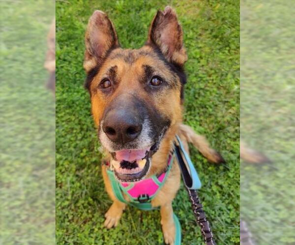 Medium Photo #2 German Shepherd Dog-Unknown Mix Puppy For Sale in Woodland, CA, USA