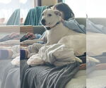 Small #5 Labrador Retriever Mix