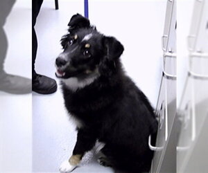 Australian Shepherd-Unknown Mix Dogs for adoption in St. Cloud, FL, USA