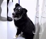 Small Australian Shepherd Mix