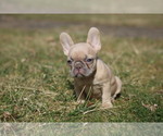 Small Photo #7 French Bulldog Puppy For Sale in MEDINA, OH, USA
