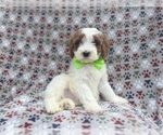Small #6 Cavapoo