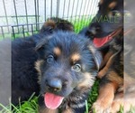 Small Photo #5 German Shepherd Dog Puppy For Sale in ANDERSON, SC, USA