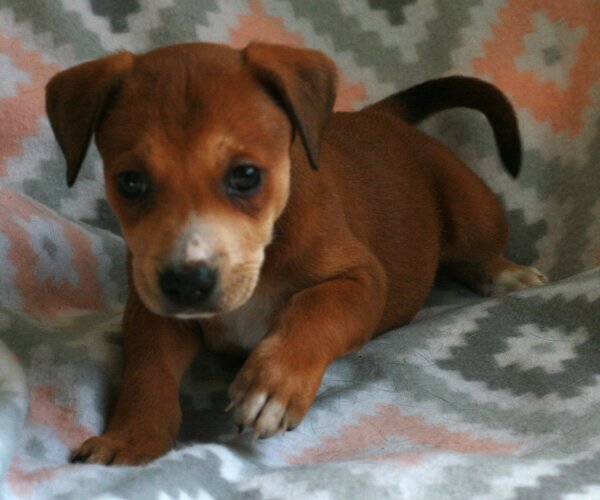 Medium Photo #9 Feist Terrier-Labrador Retriever Mix Puppy For Sale in Attalka, AL, USA