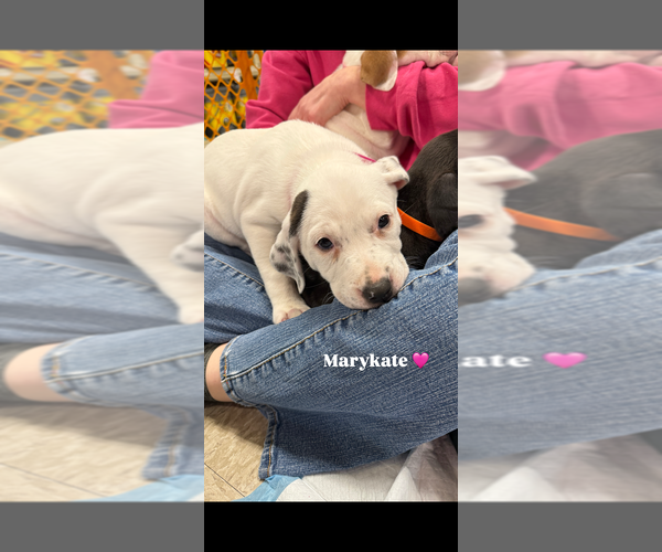 Medium Photo #4 Mutt Puppy For Sale in Wenonah, NJ, USA