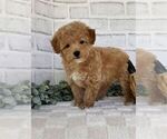 Small #17 Maltipoo