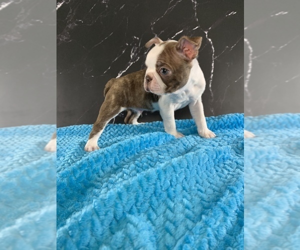 Medium Photo #4 Boston Terrier Puppy For Sale in TULARE, CA, USA