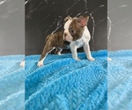 Small #2 Boston Terrier
