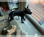 Small #8 Mutt