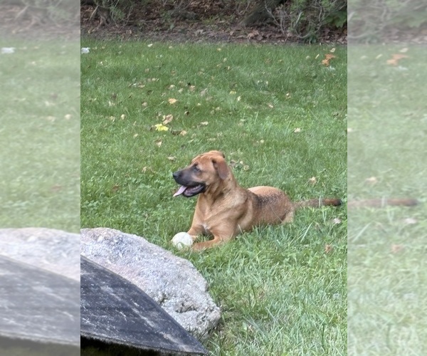 Medium Photo #1 Boxita Puppy For Sale in HAZLE TOWNSHIP, PA, USA