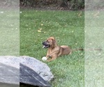 Puppy Autumn Boxita