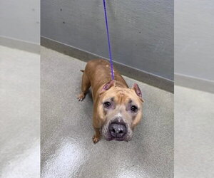 Mutt Dogs for adoption in Las Vegas, NV, USA