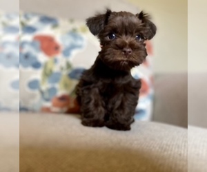Schnauzer (Miniature) Puppy for sale in CHESTERFIELD, SC, USA