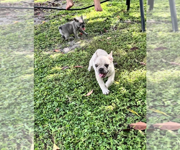 Medium Photo #5 French Bulldog Puppy For Sale in MICANOPY, FL, USA