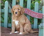 Small Photo #3 Goldendoodle-Poodle (Standard) Mix Puppy For Sale in PARADISE, PA, USA
