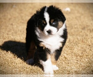 Miniature Australian Shepherd Puppy for Sale in HUNTINGTON, Utah USA