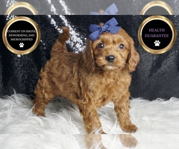 Medium Photo #1 Cavapoo (Miniature) Puppy For Sale in WARSAW, IN, USA