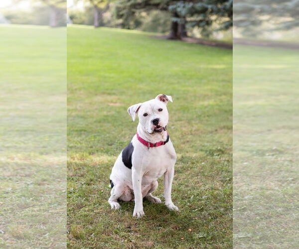 Medium Photo #2 American Pit Bull Terrier-Unknown Mix Puppy For Sale in Crete, IL, USA
