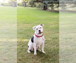 Small #1 American Pit Bull Terrier Mix