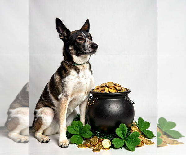 Medium Photo #31 Mutt Puppy For Sale in Lake Forest, CA, USA