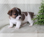 Small #3 Jack Russell Terrier