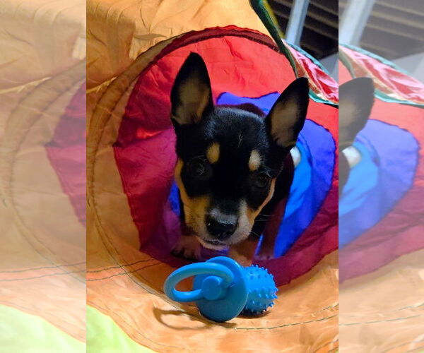 Medium Photo #2 Mutt Puppy For Sale in Garden City, NY, USA