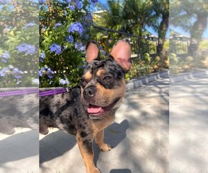 Frenchie - Male French Bulldog Dog for Adoption - Photo #4